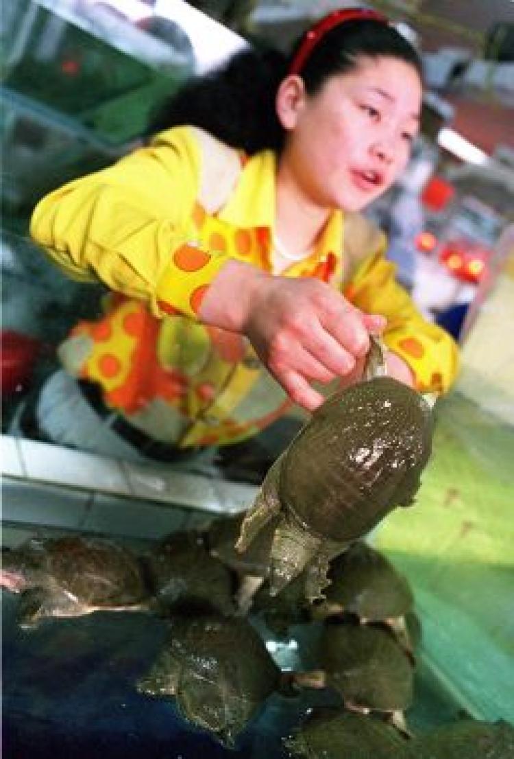A woman displays her best soft-shell turtle to a potential customer at a seafood market in downtown Beijing. (AFP/Getty Images)