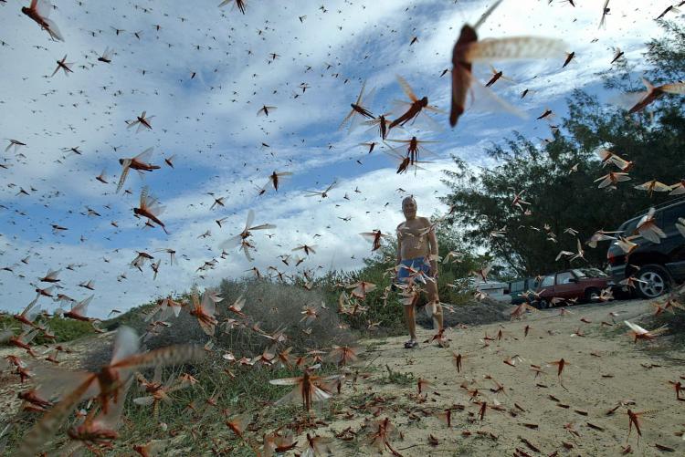 A swarm of locusts in Spain. (Samuel Aranda/AFP/Getty Images)