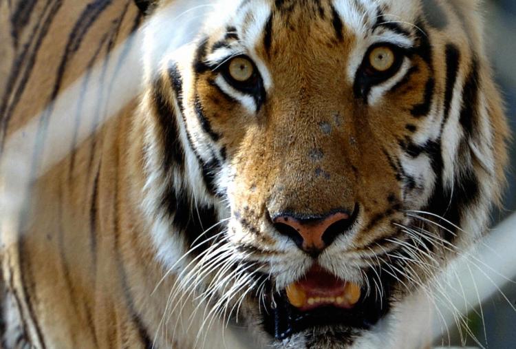 Tigers have recently been filmed in the mountains of Bhutan, giving evidence that the endangered species can survive at high altitudes.  (Aamir Qureshi/Getty Images )