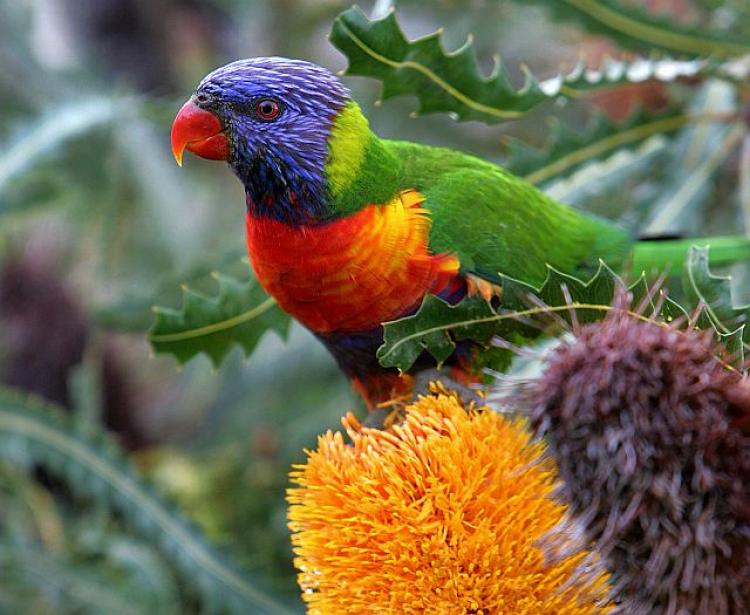 Attract native birds to your garden and let them help take care of insect problems. (Greg Wood/AFP/Getty Images)