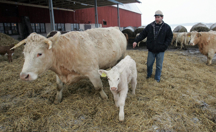 cattle farm in Vasteras, Sweden