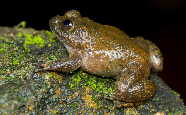 The Meowing Night Frog, Nyctibatrachus poocha, croaks like a cat. (S.D. Biju, Global Wildlife Conservation)