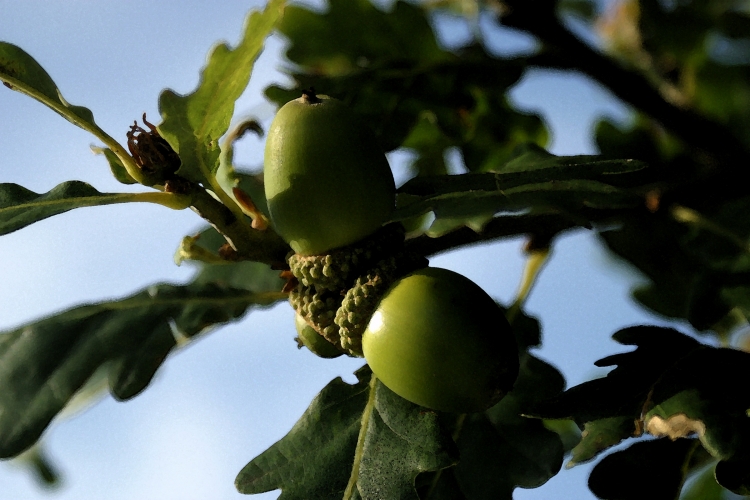 A mighty oak tree grows from a tiny acorn. Is the secret of this phenomenon to be found in DNA, or is another explanation possible? (Photos.com)