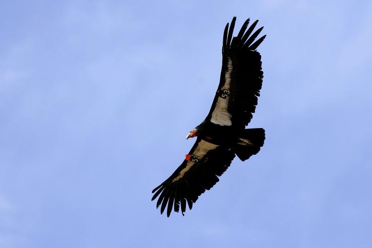 A rare and endangered California condor flies through Marble Gorge, east of Grand Canyon National Park March 22, 2007 west of Page, Arizona. (David Mcnew/Getty Images )