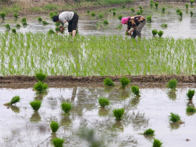 Farmers transplant rice seedling
