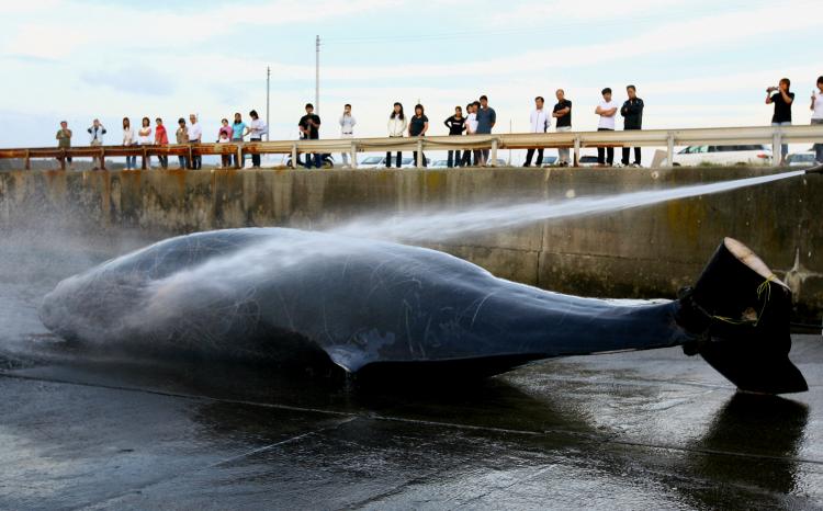 Japanese Fishermen hose down a 9.95m Baird's Beaked whale at Wada Port on June 21, 2007 in Chiba, Japan.  (Koichi Kamoshida/Getty Images)