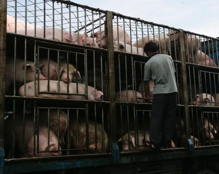 A worker checks pigs to be transported to South China's Guangdong Province on a truck in  2007 in Yichang of Hubei Province, China. Recently a meat processing plant in Conghua city, Guangdong Province, found 24 pigs containing the drug ractopamine, a banned chemical agent in China that increases protein synthesis. (China/Getty Images )