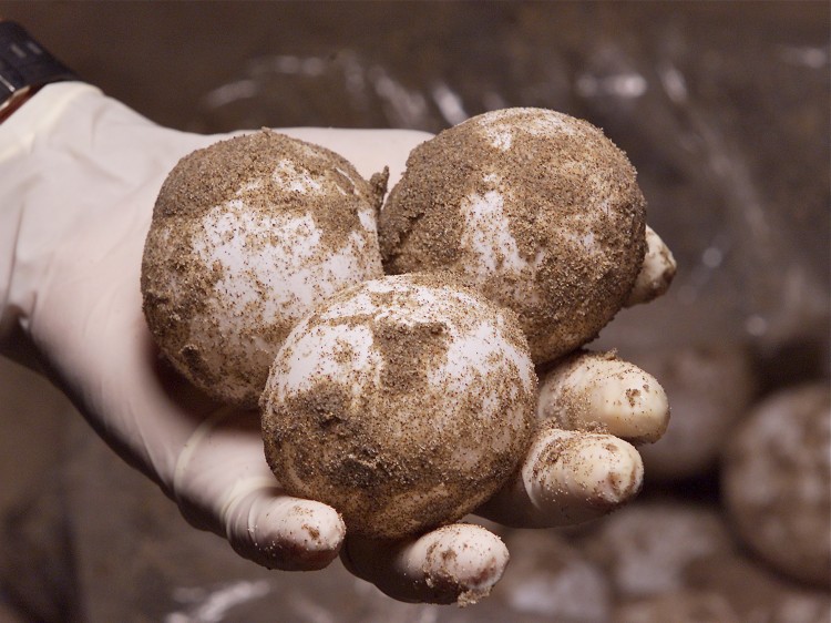 Three tennis-ball-sized leatherback turtle eggs