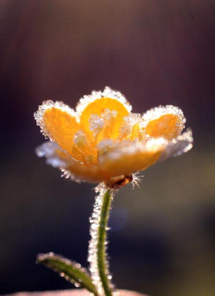 Wildlife Trusts volunteers look after some of the small things in life like this late blooming buttercup which crowned with the first frost of winter in the Cheshire countryside at dawn on October 24, 2007, in Knutsford, England.  (Christopher Furlong/Getty Images)