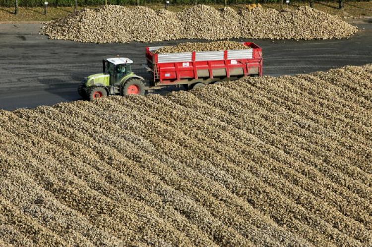 A tractor hauling a trailer of beetroot. Borscht, a beetroot soup, is very popular in Europe. (Philippe Huguen/AFP/Getty Images)