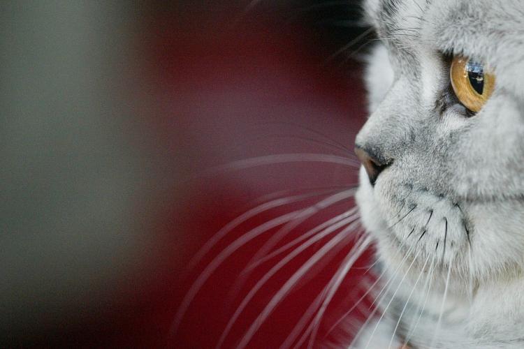 A British Shorthair cat. The team found that an average house cat takes about four laps per second. (Vyacheslav Oseledko/AFP/Getty Images)