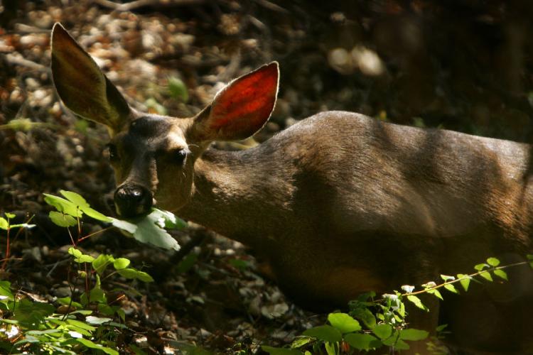 Black-tailed deer. (David McNew/Getty Images)