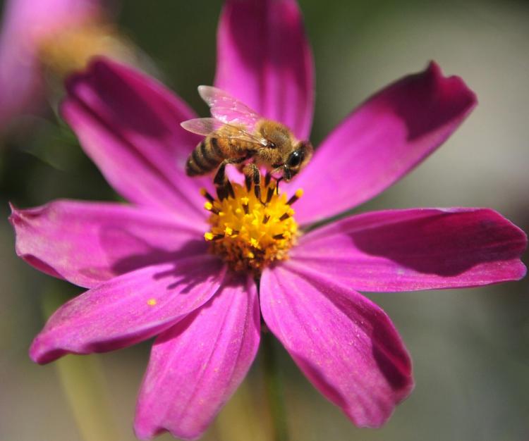 New Zealand's economy may be more dependent on honeybees than any other country worldwide. (Frederic J. Brown/AFP/Getty Images)