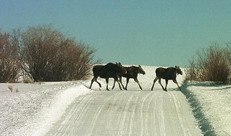 Three moose walk across a road in Pinedale, Wyoming. A Canadian team has made the short list in an international design competition to help solve the problem of dangerous roadway collisions between wildlife and vehicles. (Michael Smith/Newsmakers)