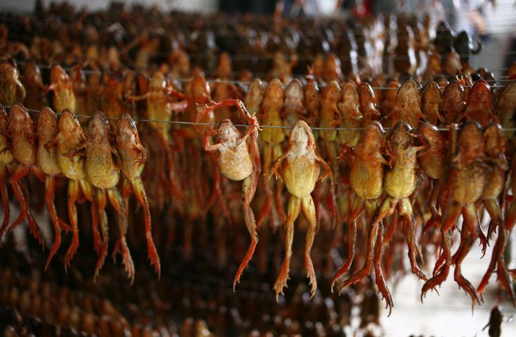 Chinese Forest Frogs, to be dried in the sun, at a frog fat processing factory in Jilin Province, China; used as delicacy and valuable medicine. (China Photos/Getty Images)