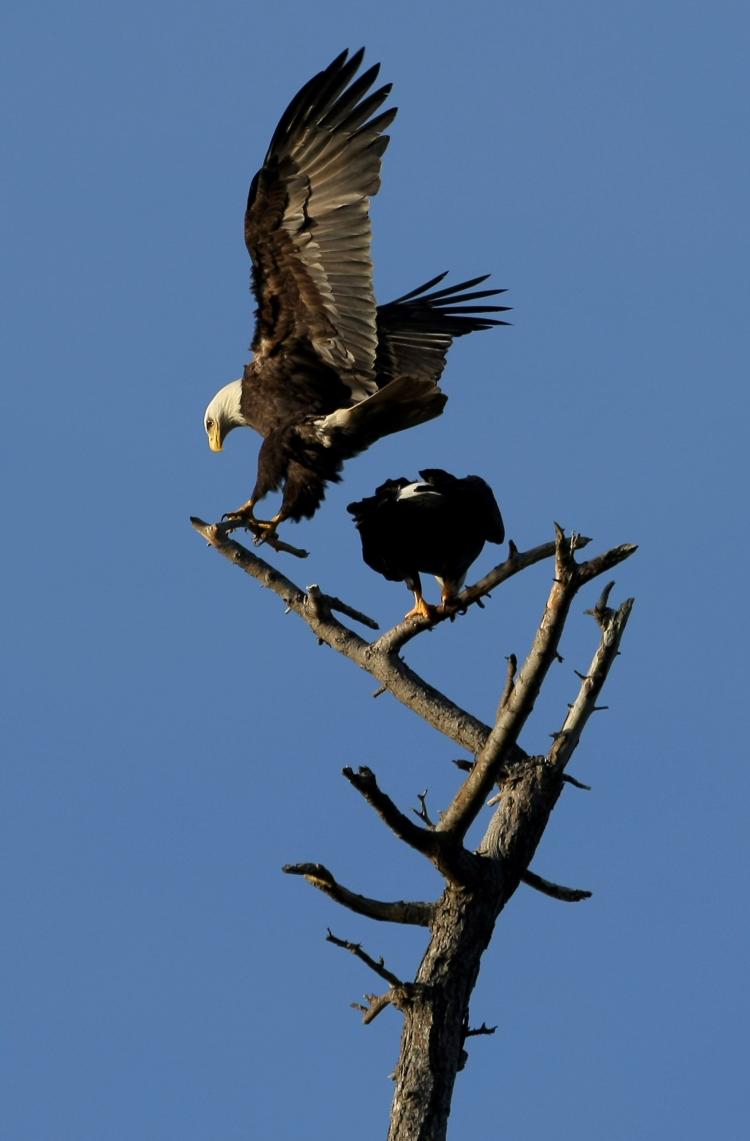 A pair of bald eagles perch on a tree near English Bay, Vancouver, in March 2009. A weak chum salmon run has left B.C.'s eagles struggling for survival. (Doug Pensinger/Getty Images)