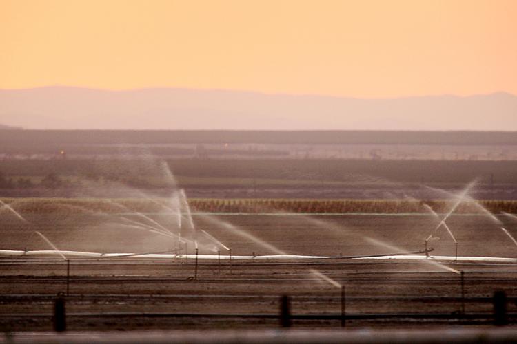 Sprinklers water a field crop in Central Valley, California. Farmers and farm workers are suffering through the third year of a worsening California drought that has caused extreme water shortages and job losses. (David McNew/Getty Images)