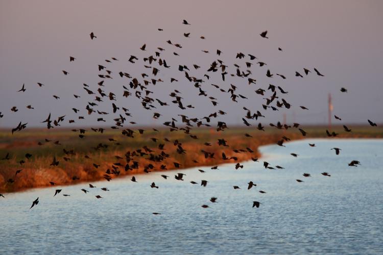 Blackbirds fly over an irrigation canal on April 17, 2009 near Firebaugh, California. (David McNew/Getty Images)