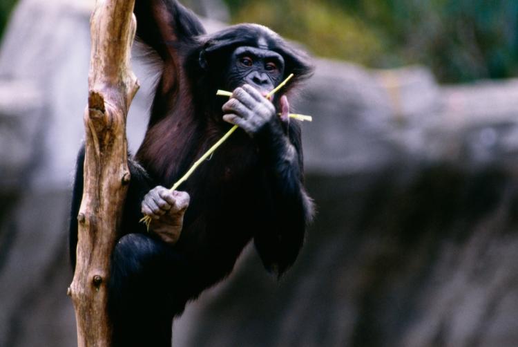 STICK DOLL: Researchers found that young chimpanzees of the Kanyawara chimpanzee community at Kibale National Park in Uganda play with sticks as if they were dolls.  (Photos.com)
