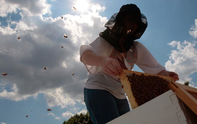 In the North East US a beekeeper pulls out a part of her colony of Italian honeybees from the hive. In Michigan Scientists have been weeding out Spotted knapweed, an invasive plant, but beekeepers say the species is important for honeybees.   (Chris Hondros/Getty Images)