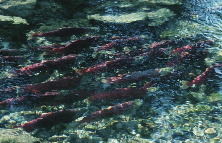 A lengthy Fisheries and Oceans Canada study finds that a mystery virus may be killing off large numbers of Fraser River sockeye salmon. (Photos.com)