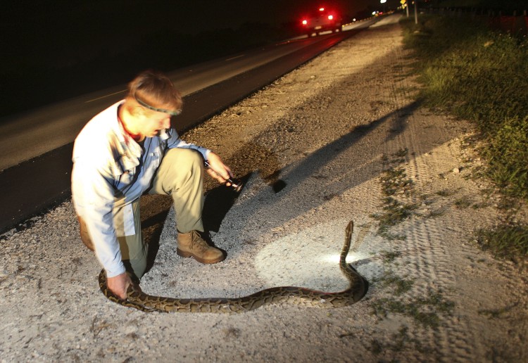 Joseph Wasilewski, wildlife biologist, captures a wild python on the side of the Tamiami Trail road that cuts through the Florida Everglades on September 16, 2009 near Miami, Florida. (Joe Raedle/Getty Images)
