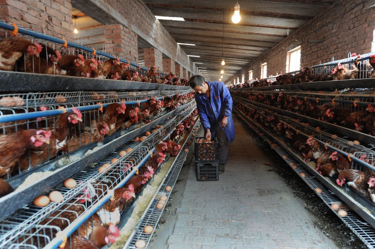 A Chinese farmer collect eggs at a chicken farm in Hefei in eastern China's Anhui province in November 2009. A recent report  published Nov. 22, 2012, said that a chicken supplier to KFC used harmful chemical additives, sparking food safety concerns. (STR/AFP/Getty Images)
