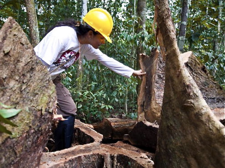 A forestry engineer checks a Cuiarana (Buchenavia grandis) tree cut inside an 'authorised maneuvre area' in 2009,  in northern Brazil.  (Antonio Scorza/AFP/Getty Images)