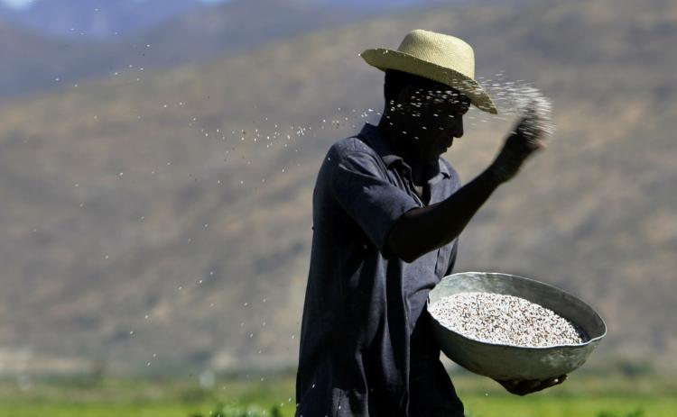 A Haitian farmer throws fertilizer on a rice field in the Artibonite valley in central Haiti. Haitian farmers fear rice paddies might be infected with the cholera bacteria and are therefore refusing to work the fields, risking the loss of the rice harvest (Roberto Schmidt/Getty Images)
