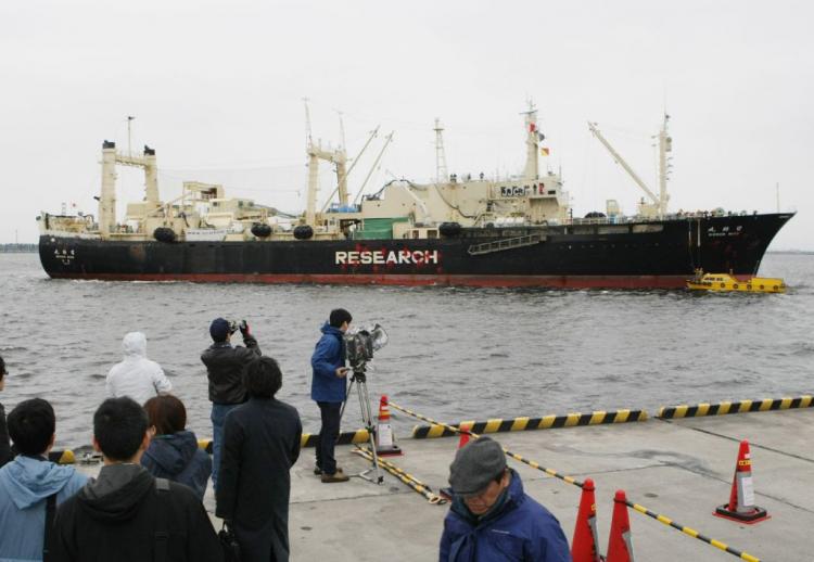 Japanese research whaling ship the Nisshin Maru arrives in the port of Tokyo. (Jiji Press/AFP/Getty Images)