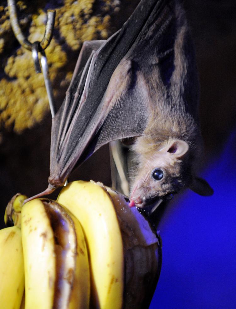 A fruit bat is hanging on a tree at the Amneville zoo, eastern France. Recently, Vampire bats infected with rabies have caused the deaths of several people in a remote part of the Amazonian rainforest.  (Jean-Christophe Verhaegen/Getty Images )