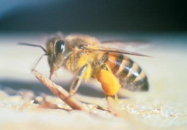 Side view of the africanized honey bee. (Sdcounty.ca.gov via Wikimedia)