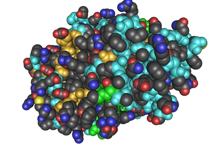 A thrombin molecule