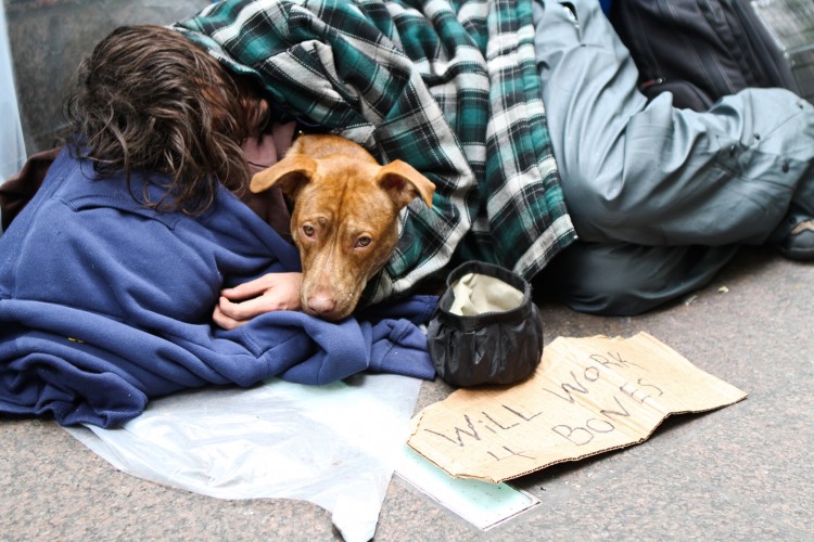 Homeless Pet