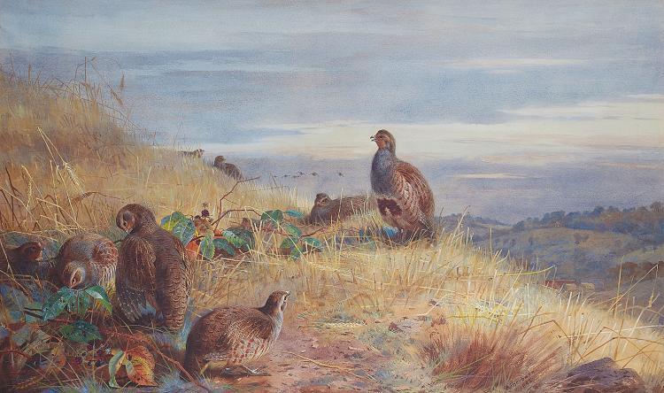 LOVE OF BIRDS: A painting of partridges by Scottish artist and bird conservationist Archibald Thorburn, 'The Covey at Daybreak' is a highlight of the 19th Century Paintings auction on Jan. 27, 2011, London. (Courtesy of Bonhams)