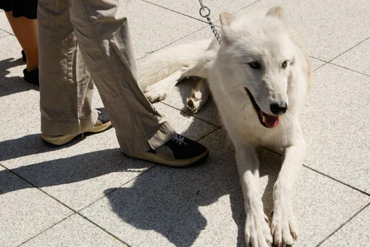WASHINGTON - SEPTEMBER 25: Five-year-old Arctic Gray Wolf Atka sits at a news conference to introduce the 'Protect America's Wildlife (PAW) Act' on Capitol Hill September 25, 2007 in Washington, DC. (Alex Wong/Getty Images)