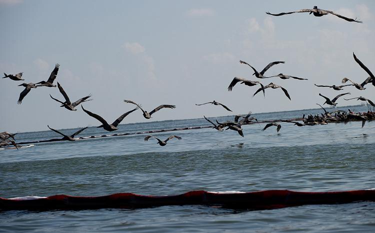 Brown and white pelicans take flight over oil soaked containment booms float near the Pelican Rookery off of Queen Bess Island, near Grand Isle, Louisiana, June 10, 2010, in an area affected by the BP Deepwater Horizon oil spill. (Saul Loeb/AFP/Getty Images)