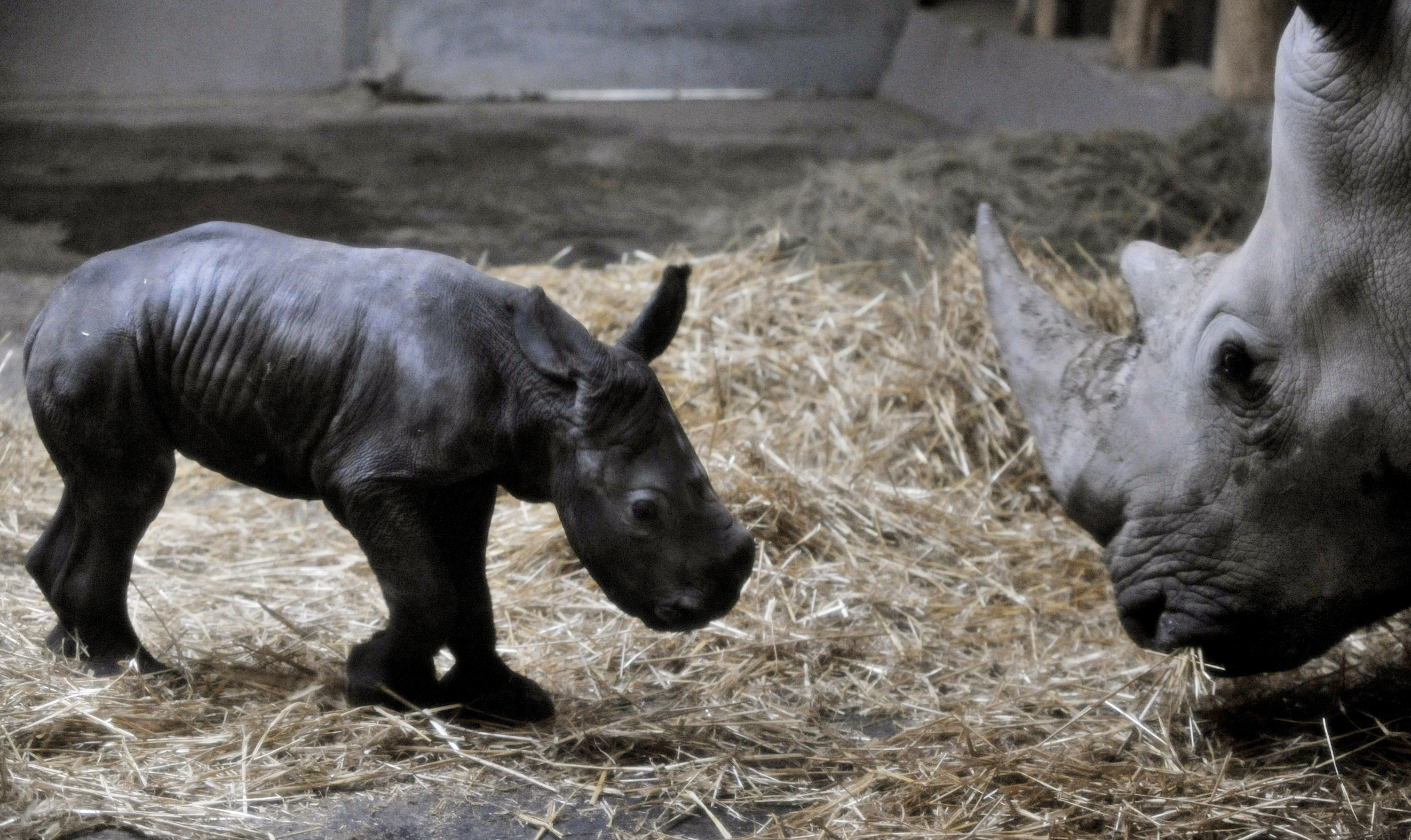 The white rhino baby and his mother in the Budapest Zoo. The rhino was conceived using artificial insemination and â��cryopreservedâ�� rhino sperm. (Bela Szandelszky)