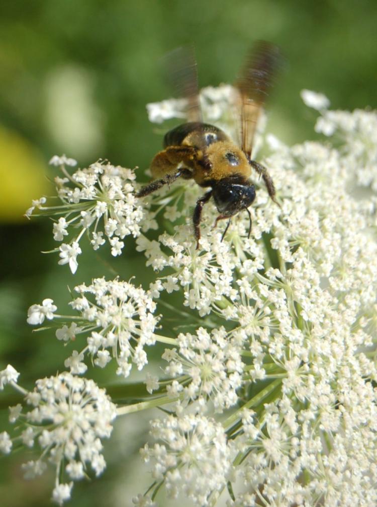 The upscaling of agriculture might have caused Colony Collapse Disorder in this species. (The Epoch Times)