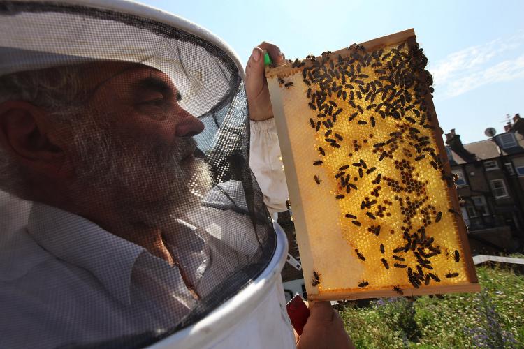 Beekeeper and chairman of The London Beekeepers Association John Chapple installs a new beehive on an urban rooftop garden in Islington, in London, England. The European Commission is attempting to address a disease called the colony collapse disorder plaguing beehives across Europe. ( Dan Kitwood/Getty Images )