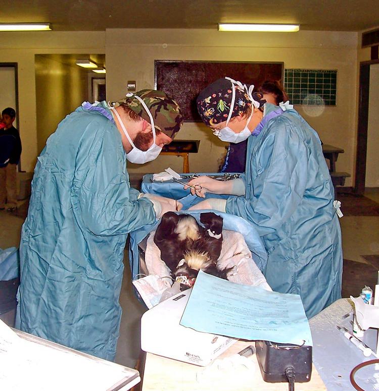 POPULATION CONTROL: Veterinarians with the Remote Area Veterinary Services Program perform surgery on a dog in Ile La Crosse in Northern Saskatchewan. (Courtesy of Lesley Sheppard)
