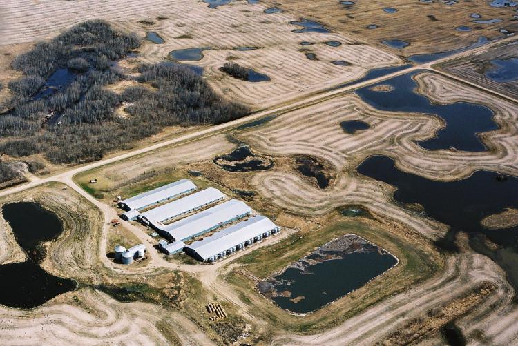 An aerial view of a hog confinement operation in Saskatchewan. Such facilities typically consist of a sow barn containing an average of 5,000 sows, a nursery barn with about 19,000 piglets, and a finishing barn with 12,000 to 14,000 pigs. Phosphorus pollu (Cathy Holtslander)