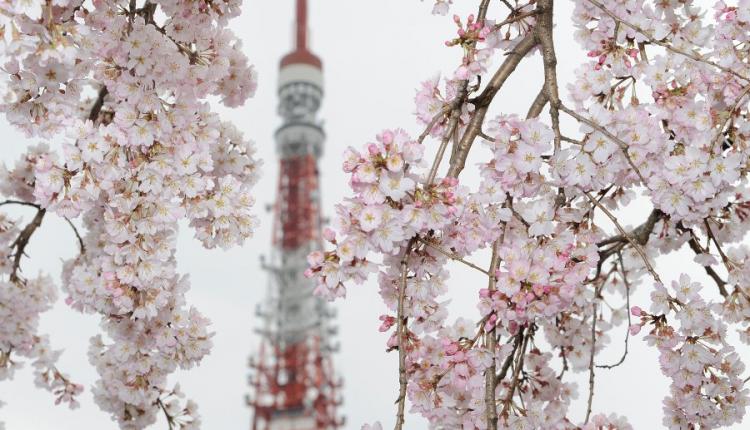 The Tokyo Tower is seen behind cherry blossoms in full bloom in downtown Tokyo on March 28, 2010. (Toru Yamanaka/AFP/Getty Images)