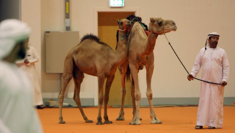 Cutting-edge technologies such as embryo transfers, artificial insemination and even cloning are used in the United Arab Emirates to breed camels, employed as desert transport since ancient times. (Karim Sahib/AFP/Getty Images)