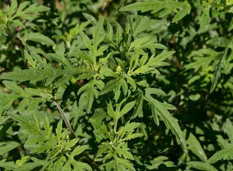 Sensitization to ragweed has risen by 15 percent in the United States, according to the nation's largest-ever cross-sectional study, conducted by Quest Diagnostics Health Trends. (Sue Sweeney/Wikimedia)
