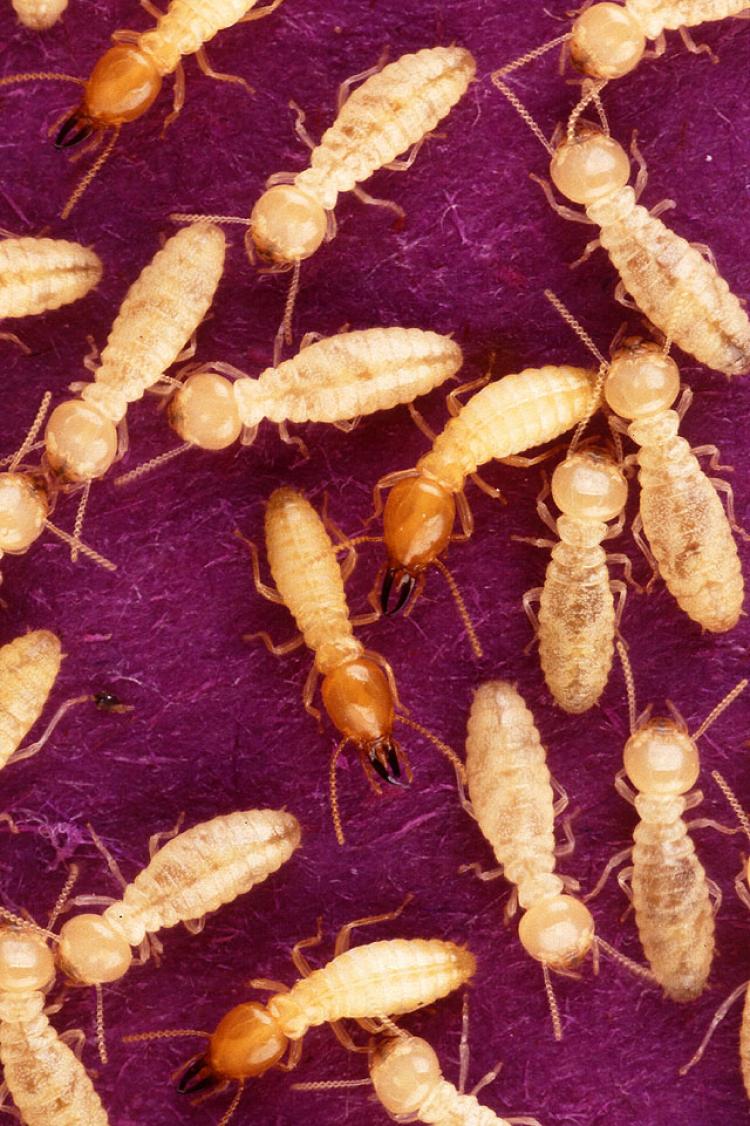 Termites ate around $200,000 worth of Indian rupees. (Wikimedia Commons)