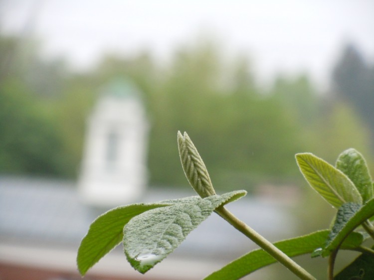 Scientists observing subatomic interactions in photosynthesis found a single photon aroused different chromophores simultaneously. (Stephanie Lam/The Epoch Times)