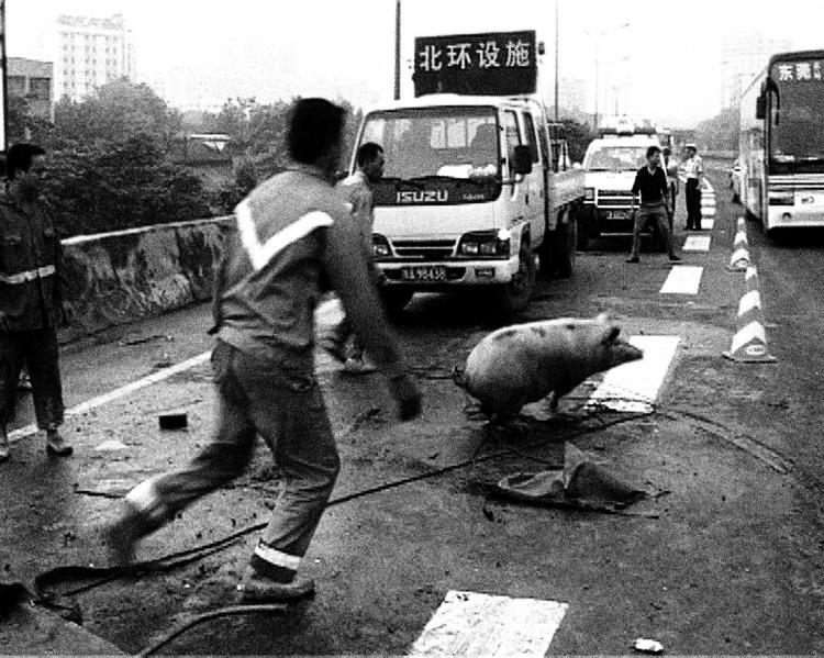 In a scene from 'Disorder,' a pig is chased after an accident on the motorway. (Courtesy of Hotdocs.ca)