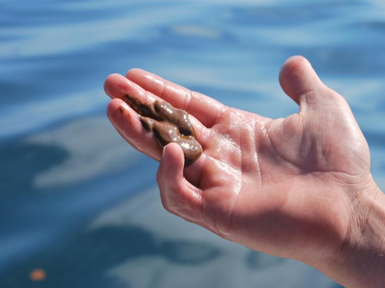 Charter boat captain William Bradford holds a glob of chemically dispersed oil floating in the Gulf of Mexico about 14 miles from the Venice marina off the coast of Louisiana on May 5, 2010. (Mira Oberman/AFP/Getty Images)