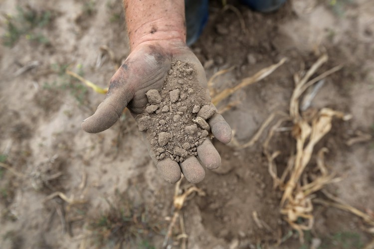  A farmer sifts through arid topsoil under a ruined crop on the family farm in Logan, Kan., in August. The drought of 2012 had a devastating effect on farmers in the Midwest. (John Moore/Getty Images)